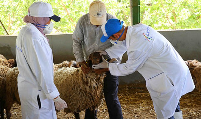 Aïd AI-Adha : L’ONSSA lance l’opération d’identification des ovins et des caprins